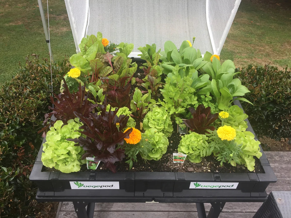 Vegepod - Medium Starter Pack with Stand (Perth Delivery Only)